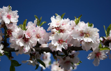 Картинка цветы цветущие деревья кустарники небо ветка весна цветение