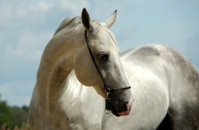 Обои картинки фото животные, лошади, конь, белый, ахалтекинец