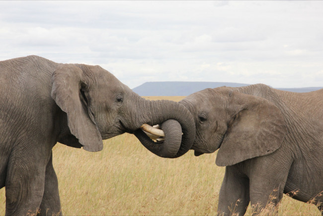 Обои картинки фото животные, слоны, elephant
