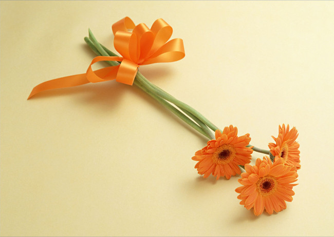 Обои картинки фото цветы, герберы, оранжевый, ленточка, три