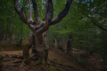 Картинка природа деревья лес дерево