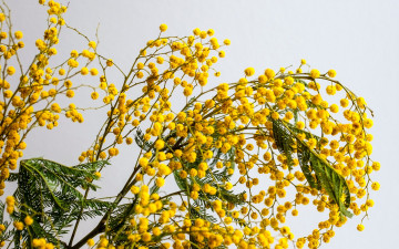 обоя цветы, мимоза, желтая, ветка