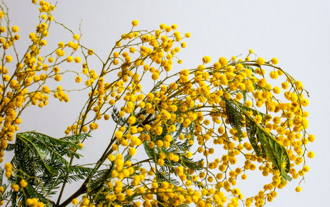 Обои картинки фото цветы, мимоза, желтая, ветка