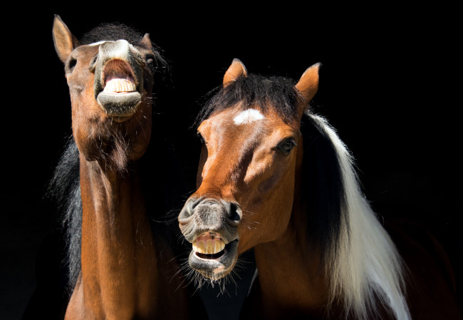 Обои картинки фото животные, лошади, головы, ржание