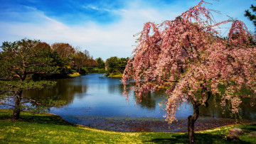 обоя missouri botanical garden, природа, парк, missouri, botanical, garden