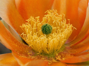 Картинка цветы кактусы