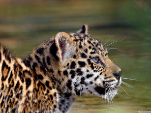Картинка животные Ягуары ягуар котёнок смотрит