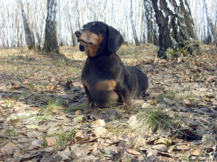 Картинка linda животные собаки лес такса листья