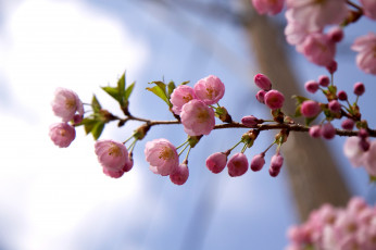 Картинка цветы сакура вишня ветка цветение розовый