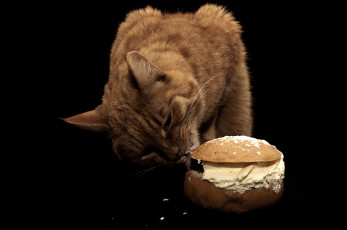 Картинка животные коты булка крем сладкоежка рыжий кот