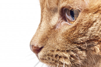 Картинка животные коты рыжий кот морда