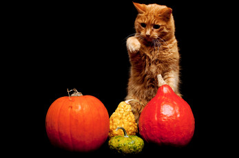 Картинка животные коты тыквы рыжий кот