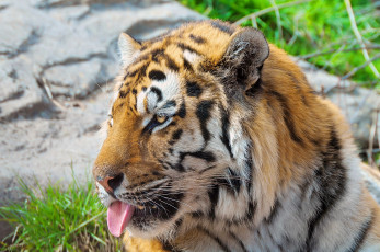 Картинка животные тигры хищник язык