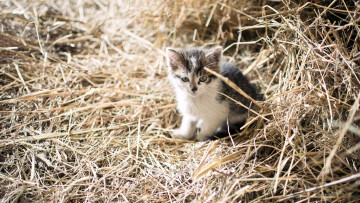 Картинка животные коты сено котёнок