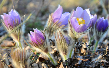 Картинка цветы анемоны адонисы ford mustang cobra пушистый весна
