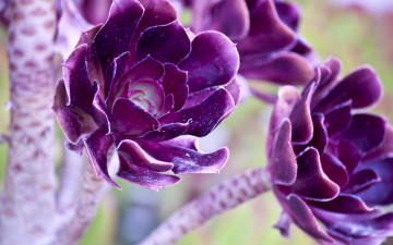 Картинка цветы ford mustang cobra макро