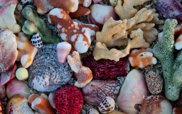обоя разное, ракушки, кораллы, декоративные, spa, камни, коралы, цвета