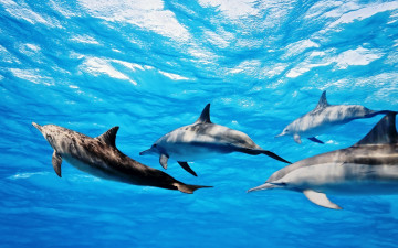 обоя животные, дельфины, океан, стая