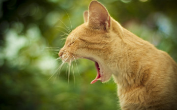 Картинка животные коты рыжий кот зевает