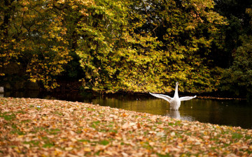 Картинка животные лебеди листьЯ взмах белый лебедь крыльЯ озеро осень лес пруд деревьЯ листва