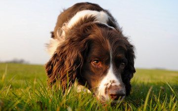 Картинка животные собаки пёс трава