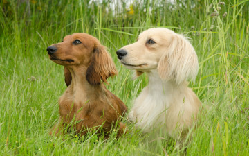 Картинка животные собаки такса