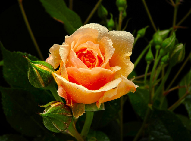 Обои картинки фото цветы, розы, ford, mustang, cobra, бутоны, желтый, капли