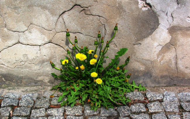 Обои картинки фото цветы, одуванчики, камни, стена, одуванчик