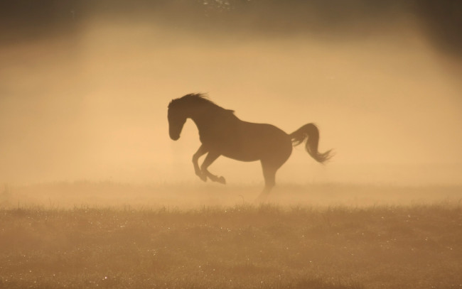 Обои картинки фото животные, лошади, утро, туман, лошадь