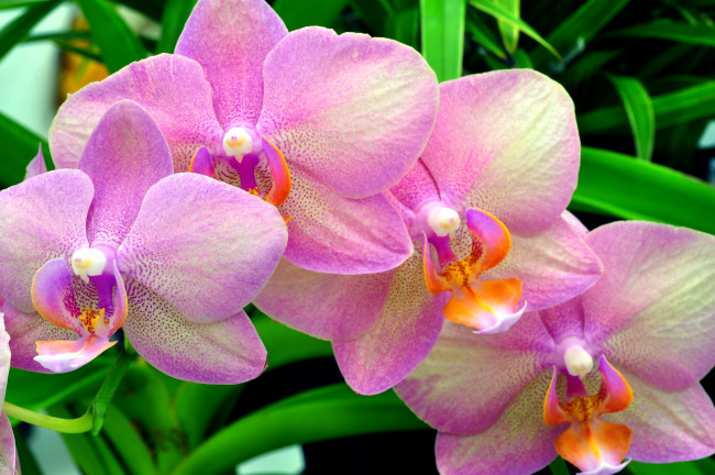 Обои картинки фото цветы, орхидеи, ford, mustang, cobra, розовый, ветка