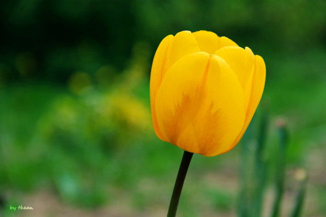 Обои картинки фото автор, thean, цветы, тюльпаны, желтый