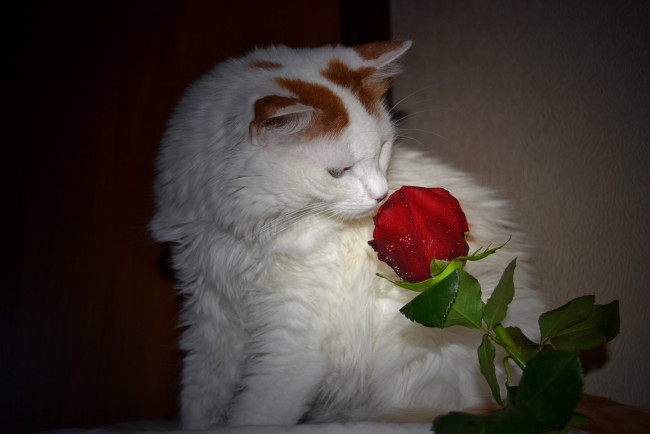 Обои картинки фото животные, коты, роза