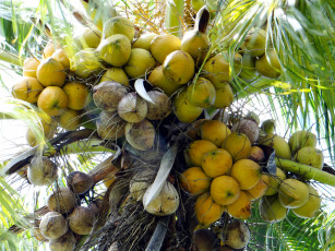 Картинка природа плоды кокосы орехи тальма