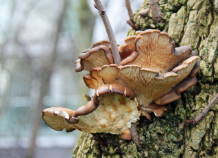 Картинка природа грибы пень макро