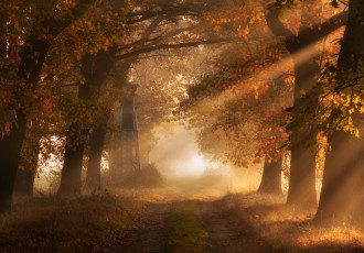 обоя природа, дороги, деревья, осень, свет, дорога