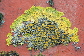 Картинка природа грибы макро поверхность