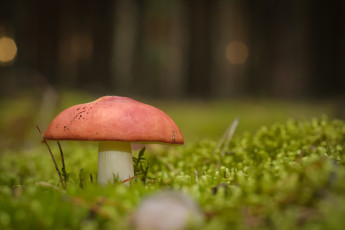 Картинка природа грибы трава луг макро гриб