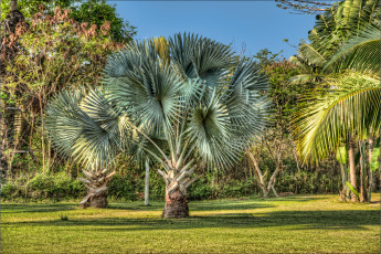 Картинка природа тропики пальмы поляна