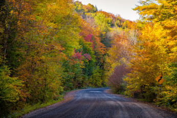 обоя природа, дороги, лес, шоссе, осень