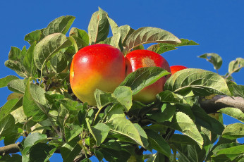 Картинка природа плоды яблоки дерево