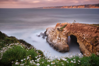Картинка природа побережье цветы птицы выдержка море скалы