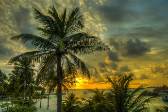 Картинка природа тропики зарево тучи пальмы океан