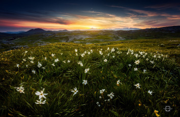 Картинка природа луга альпы горы франция цветы утро июнь лето