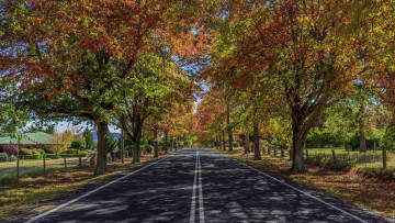 Картинка природа дороги осень деревья шоссе