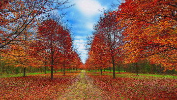 обоя природа, дороги, осень, листва, тракт, лес