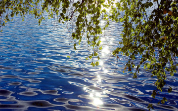 Картинка природа реки озера над водой склонились ветки солнечные блики рябь листья