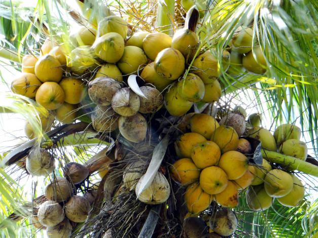 Обои картинки фото природа, плоды, кокосы, орехи, тальма