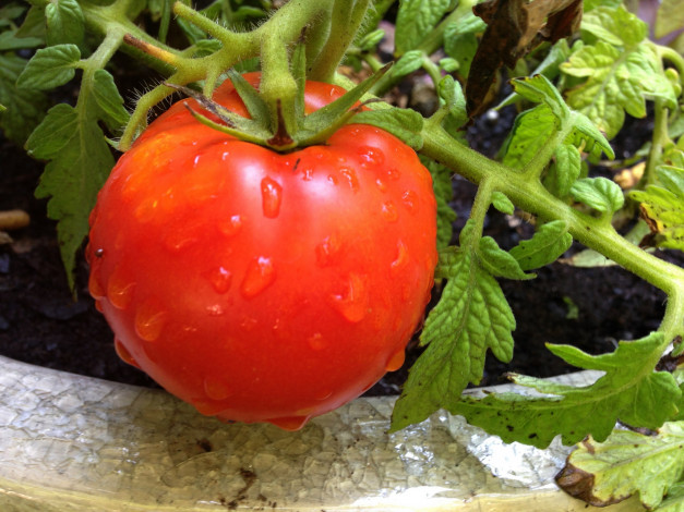 Обои картинки фото природа, плоды, помидор, ветка, томаты