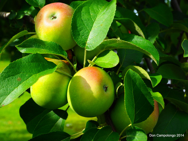 Обои картинки фото природа, плоды, ветка, яблоки