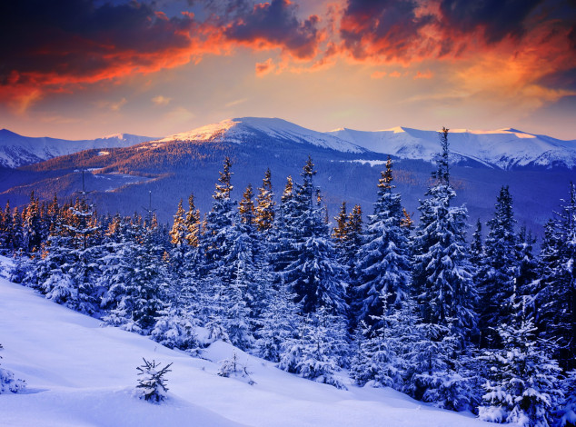 Обои картинки фото природа, зима, снег, лес, небо, деревья, закат, горы